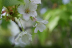 2015�N���Ԍ��̎ʐ^